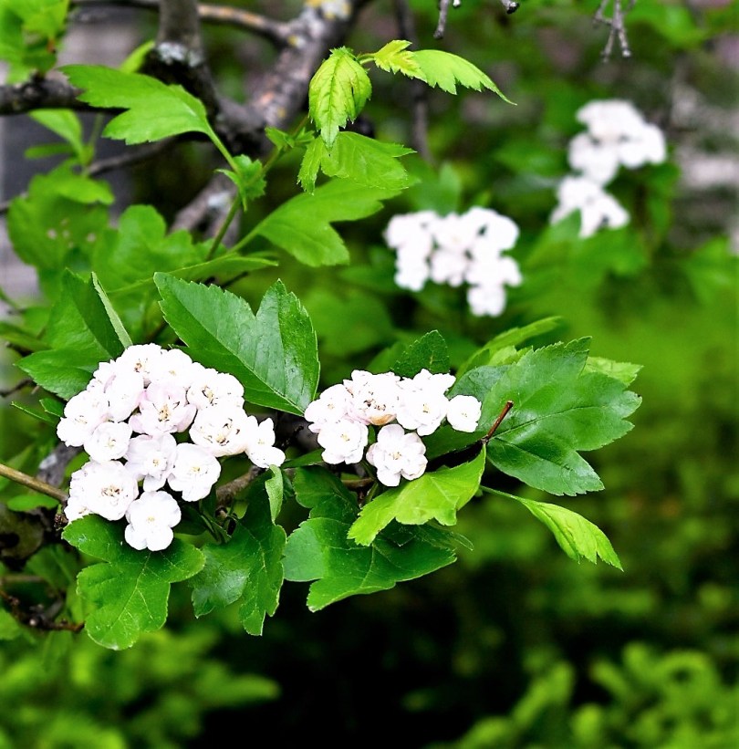 FullSizeRender_6 (2)