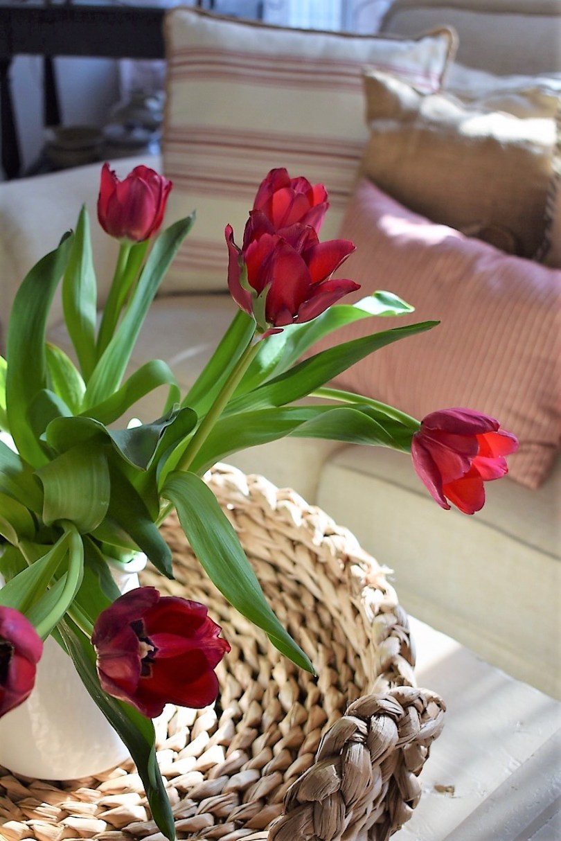 tulips